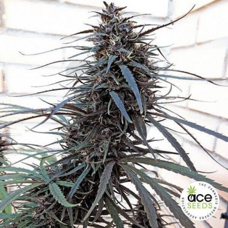 Purple Haze x Malawi Regular planta de marihuana Purple Haze x Malawi Regular planta de marihuana