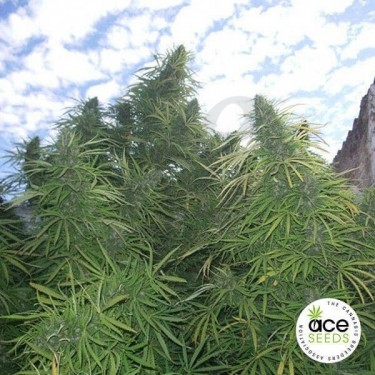 Golden Tiger regular planta de marihuana