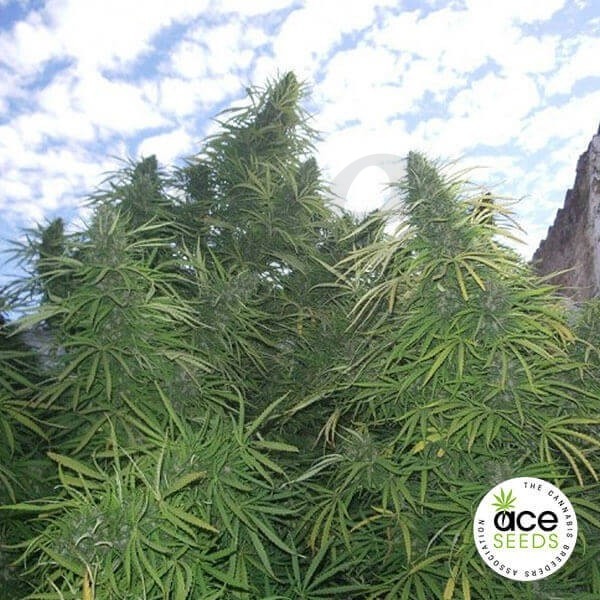 Plante de marijuana Golden Tiger Régulière