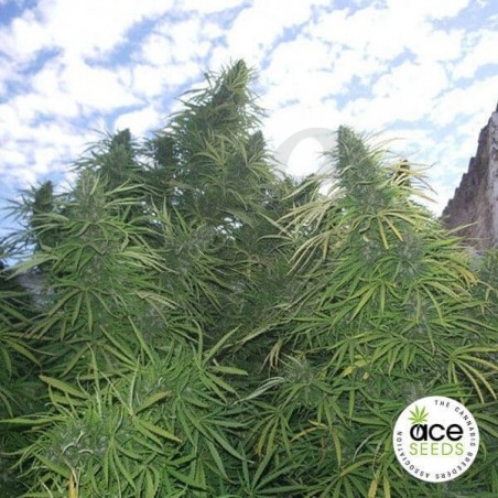 Golden Tiger regular planta de marihuana Golden Tiger regular planta de marihuana