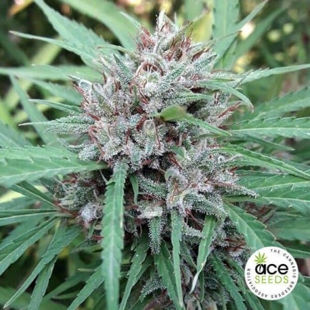 Malawi regular planta de marihuana Malawi regular planta de marihuana