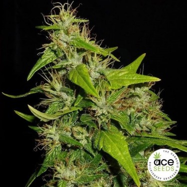Tikal planta de maconha regular