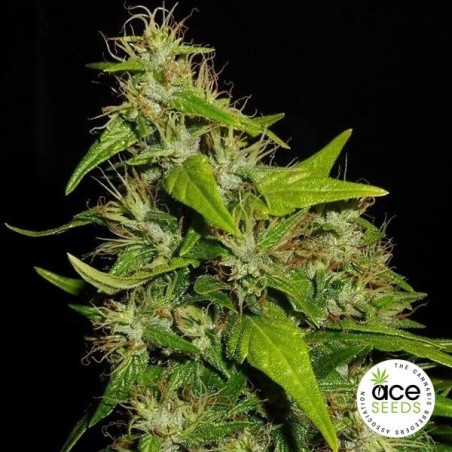 Plante de marijuana Tikal Régulière Plante de marijuana Tikal Régulière
