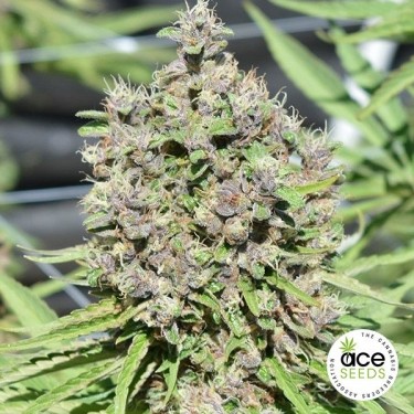 Malawi x PCK regular planta de marihuana