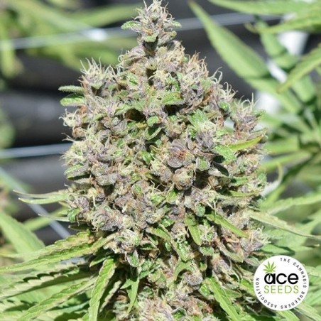 Malawi x PCK regular Cannabis Plant Malawi x PCK regular Cannabis Plant