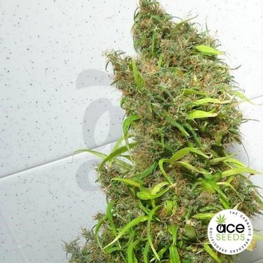 Honduras regular planta de marihuana