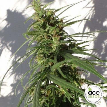 Etíope regular planta de marihuana