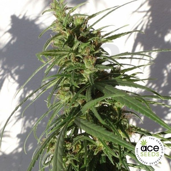 Etiope Régulière Plante de marijuana