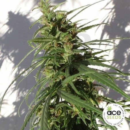 Etíope regular planta de marihuana Etíope regular planta de marihuana