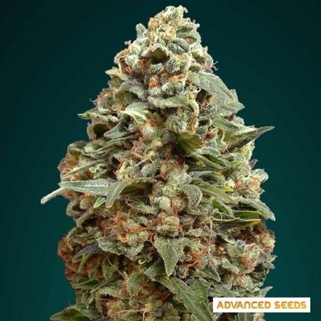 Plante de marijuana Afghan Skunk Plante de marijuana Afghan Skunk