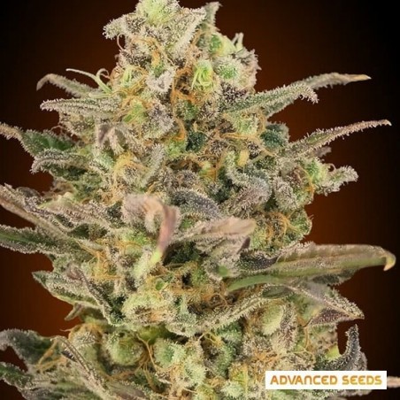 Somango Glue planta de marihuana Somango Glue planta de marihuana