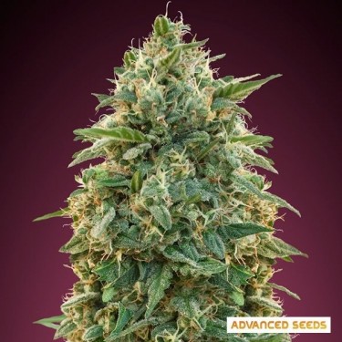 Amnesia planta de marihuana
