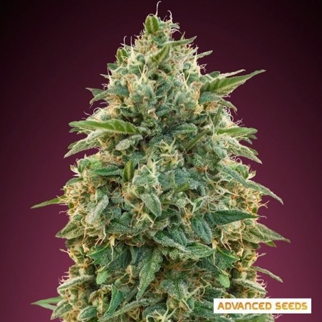 Amnesia planta de marihuana Amnesia planta de marihuana