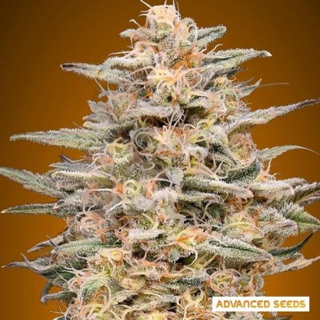 Somango Widow planta de marihuana Somango Widow planta de marihuana