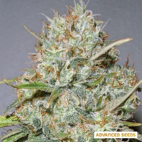 Shark Widow planta de marihuana Shark Widow planta de marihuana