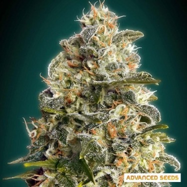 Heavy Bud planta de marihuana