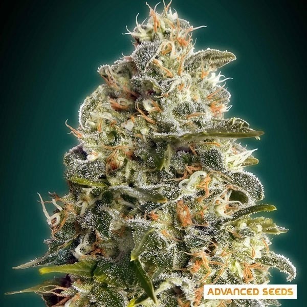 Plante de marijuana Heavy Bud