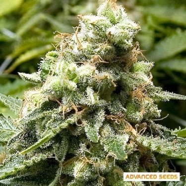 Early Widow planta de marihuana