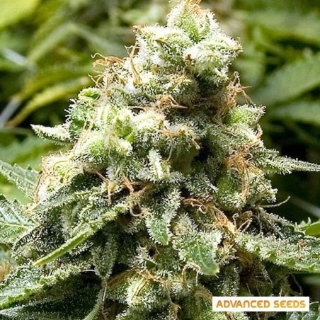 Early Widow planta de marihuana Early Widow planta de marihuana