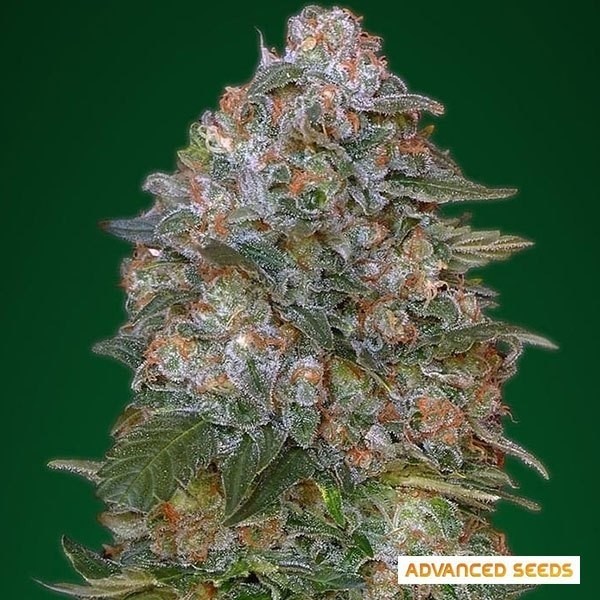 Critical Soma cannabis plant