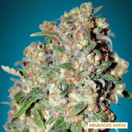 Critical planta de marihuana Critical planta de marihuana