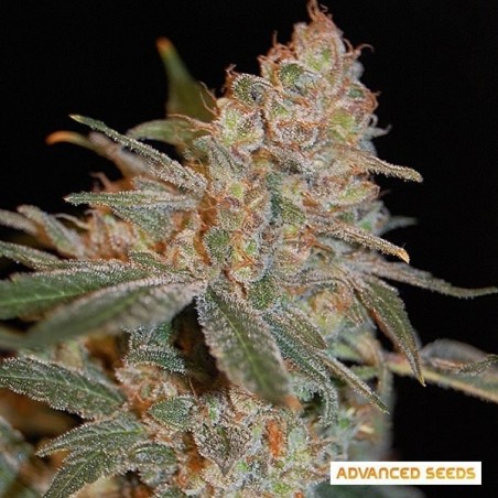 Black Diesel planta de marihuana Black Diesel planta de marihuana