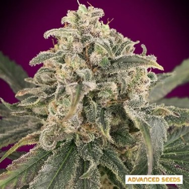 Auto Amnesia XXL planta de marihuana