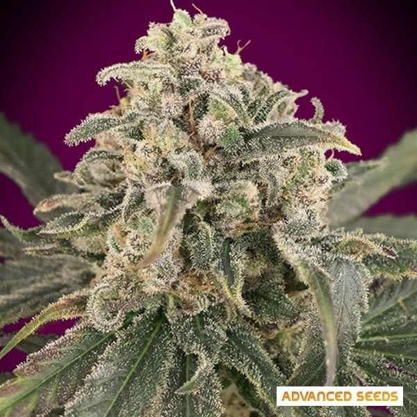 Auto Amnesia XXL planta de marihuana