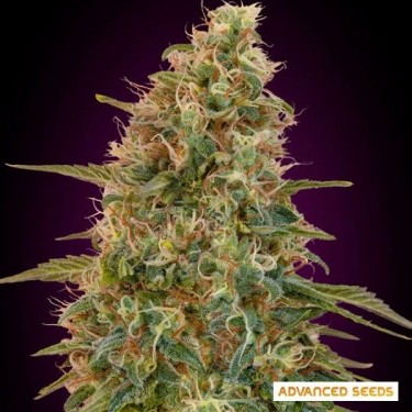 Auto Zkittlez planta de marihuana