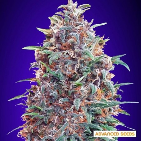 Auto Purple Diesel planta de marihuana Auto Purple Diesel planta de marihuana