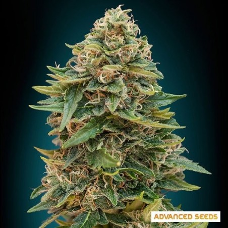 Auto Somango planta de marihuana Auto Somango planta de marihuana