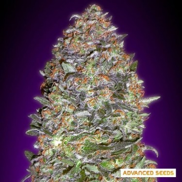 Auto NYC Diesel planta de marihuana
