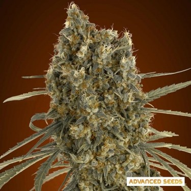 Auto Jack planta de maconha Herer