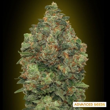 Auto Critical Soma planta de marihuana