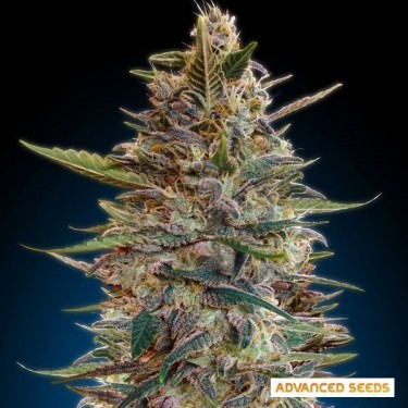 Auto Blue Diesel planta de marihuana