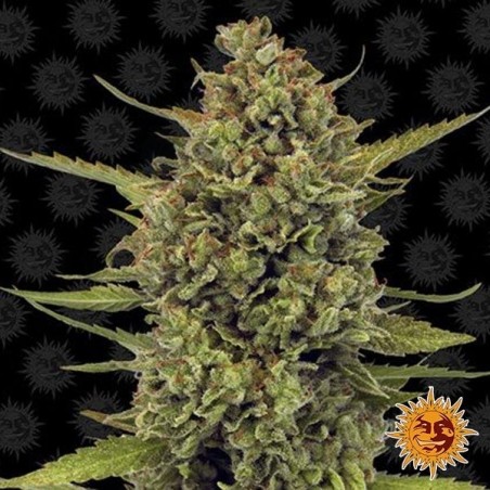 Acapulco Gold planta de marihuana Acapulco Gold planta de marihuana
