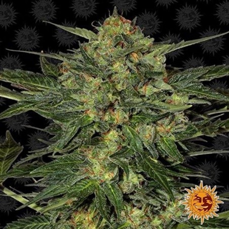 LSD planta de marihuana LSD planta de marihuana