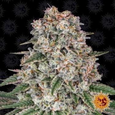 Tropicanna Banana planta de marihuana