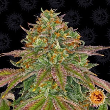 Wedding Cake planta de marihuana