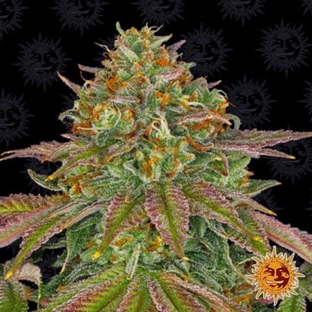 Plante de cannabis Wedding Cake Plante de cannabis Wedding Cake