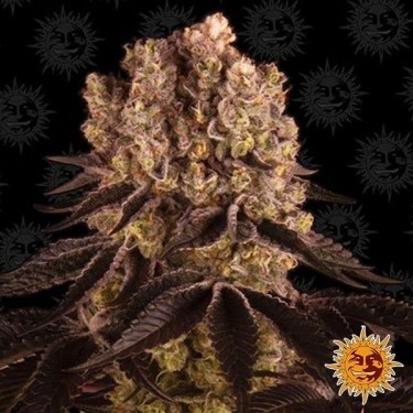 Purple Punch planta de marihuana