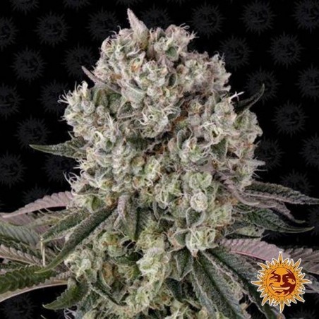 Glookies planta de marihuana Glookies planta de marihuana