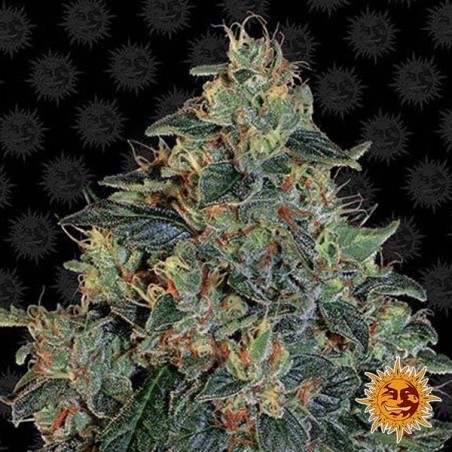 Blueberry OG planta de marihuana Blueberry OG planta de marihuana