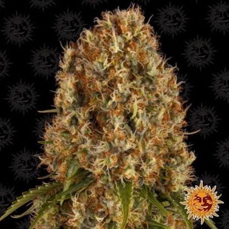 Orange Sherbert planta de marihuana Orange Sherbert planta de marihuana