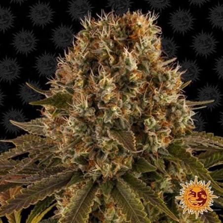 Strawberry Lemonade planta de marihuana Strawberry Lemonade planta de marihuana
