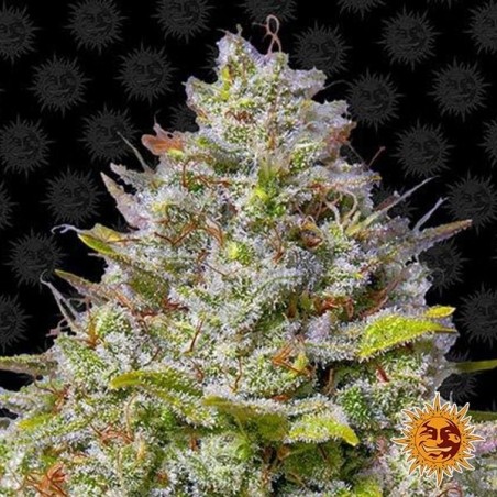 Blue Gelato 41planta de marihuana Blue Gelato 41planta de marihuana