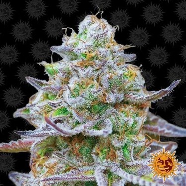 Gorilla Zkittlez planta de marihuana