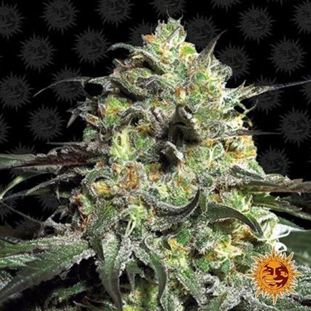 Plante de marijuana Peyote Cookies Plante de marijuana Peyote Cookies