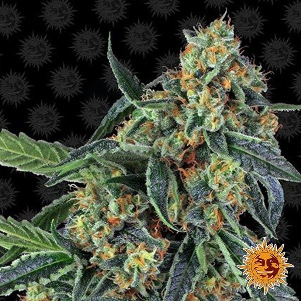Cookies Kush