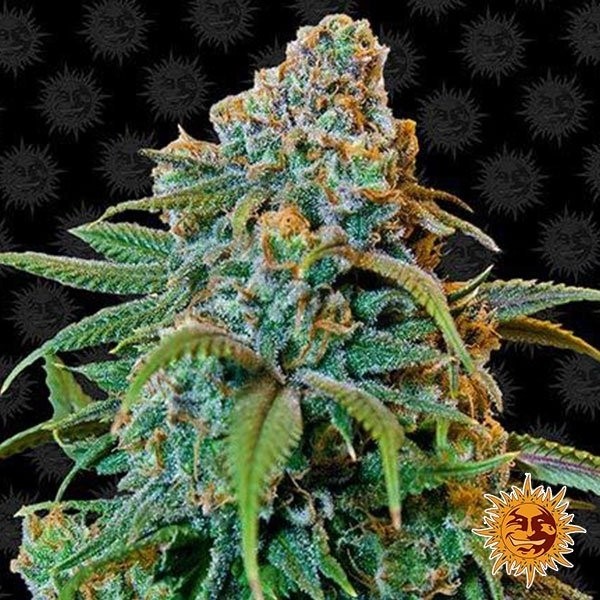 Liberty Haze cannabis plant